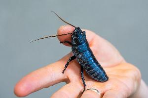 Faszination „Insekten“ im Fokus der Wilden Wochenenden